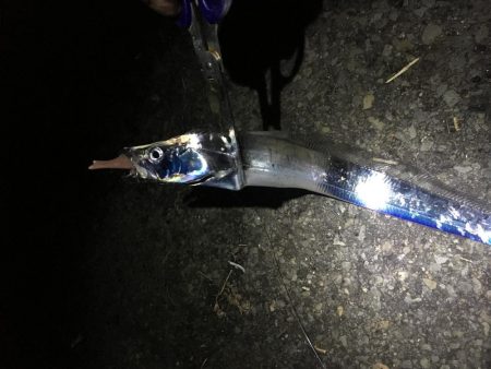 釣れ続く太刀魚